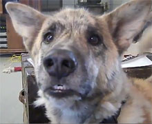 会说话的狗狗被主人戏耍–2011 Youtube排名第二