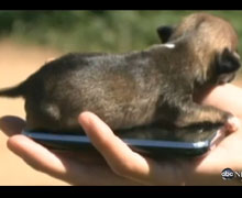 世界最小的幼狗-只有iPhone那么大